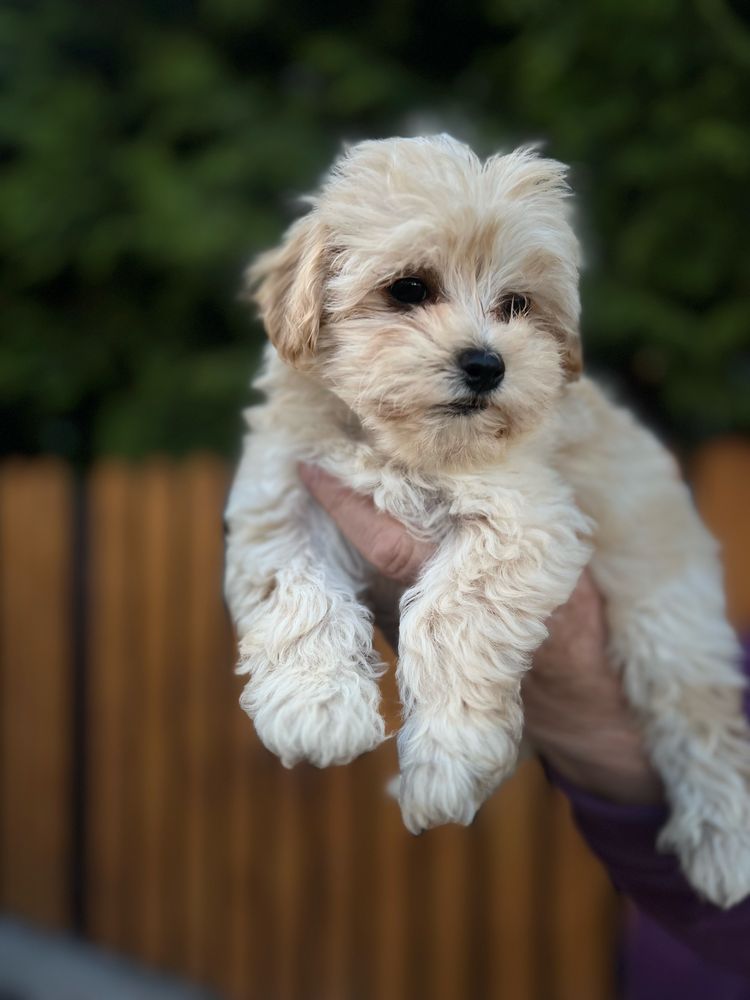 Piesek szczeniak maltipoo, tata z FCI!