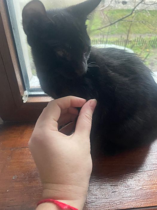 Кошенята 2 місяця шукають дім