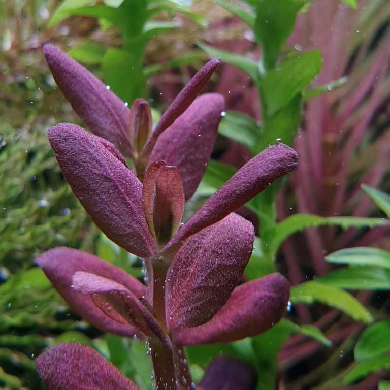 Bacopa Salzmannii Purple