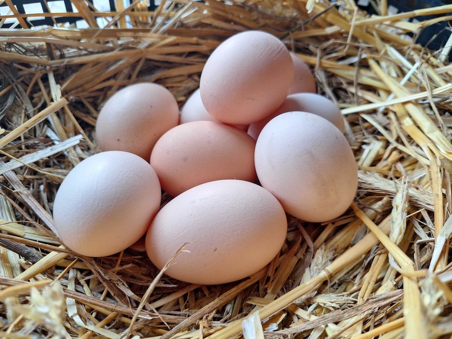 Sprzedam wiejskie jajka