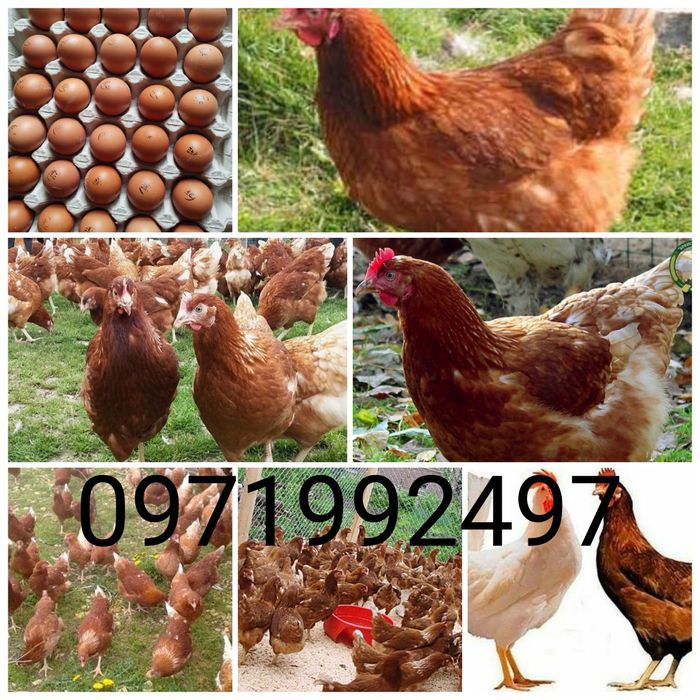 Інкубаційне яйце оптом і в роздріб від 3 гривнів