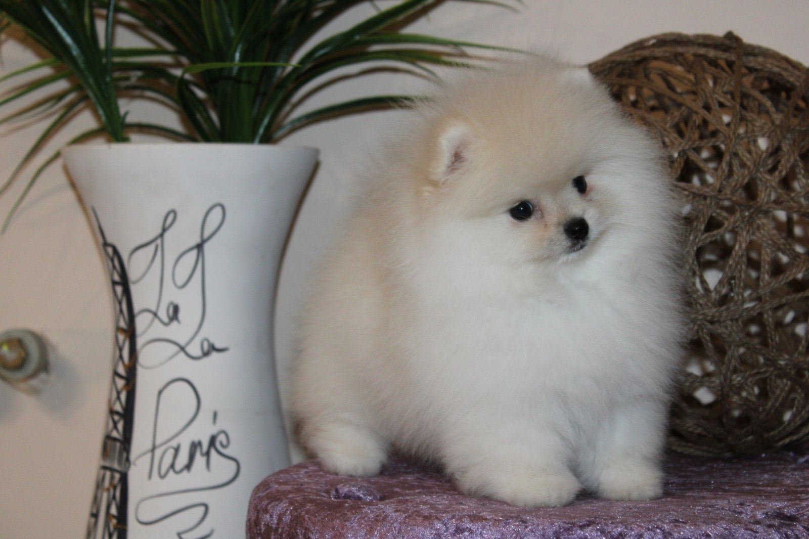 Mini Pomeranian male cream colour FCI/КСУ! Померанський шпіц хлопчик!