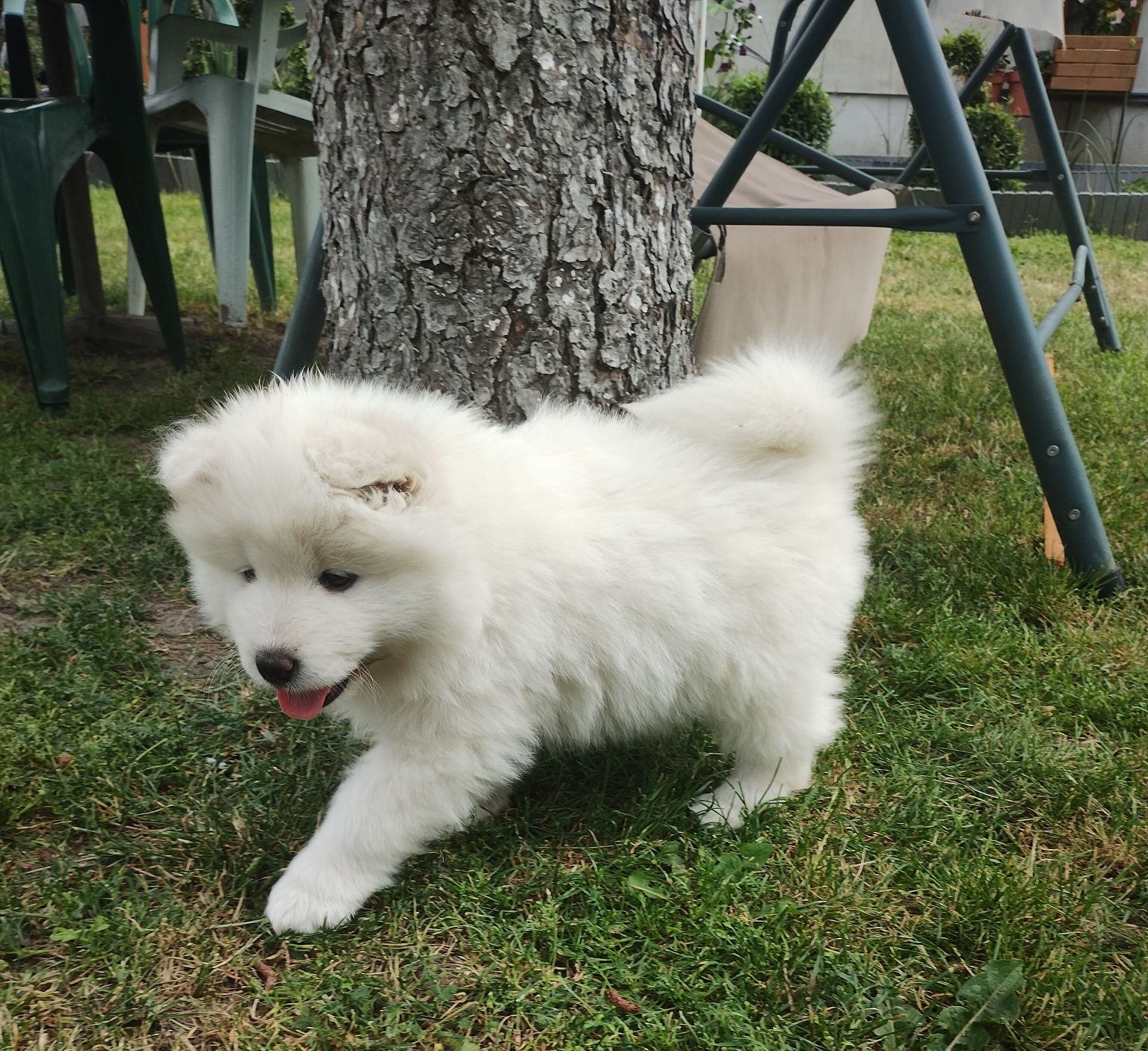 Suczka Samoyed /Samoyed