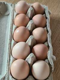 Jaja jajka od kur wiejsie z wolnego wybiegu od własnych kur.