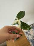 Syngonium marble queen variegata