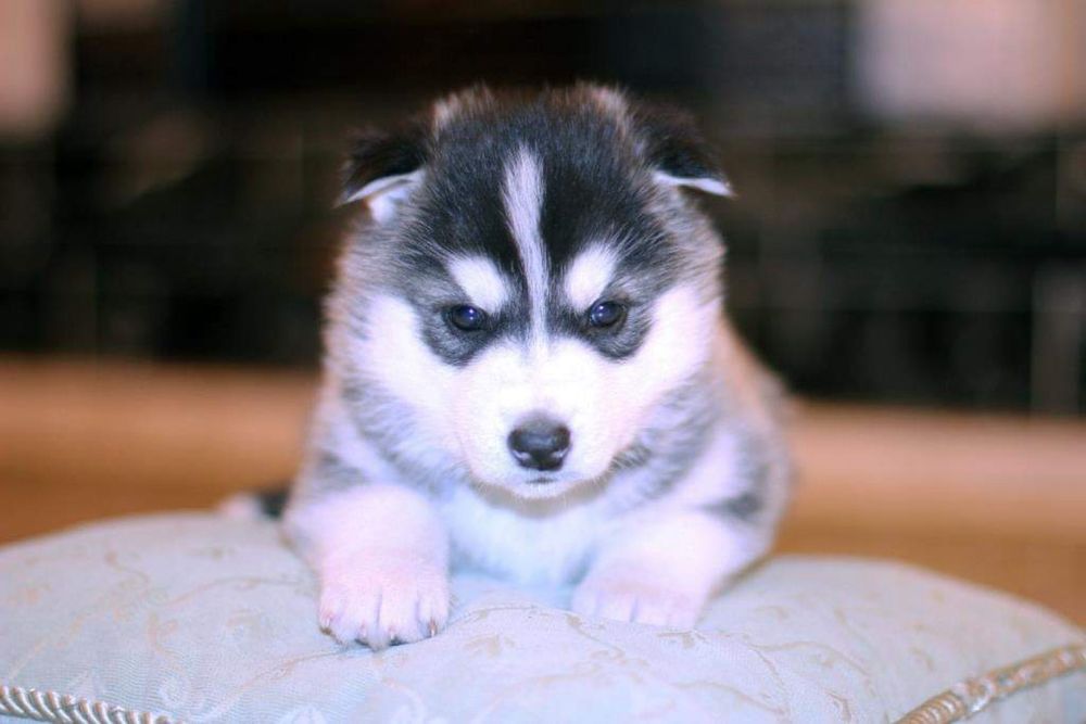 Мальчик сибирский хаски. КСУ