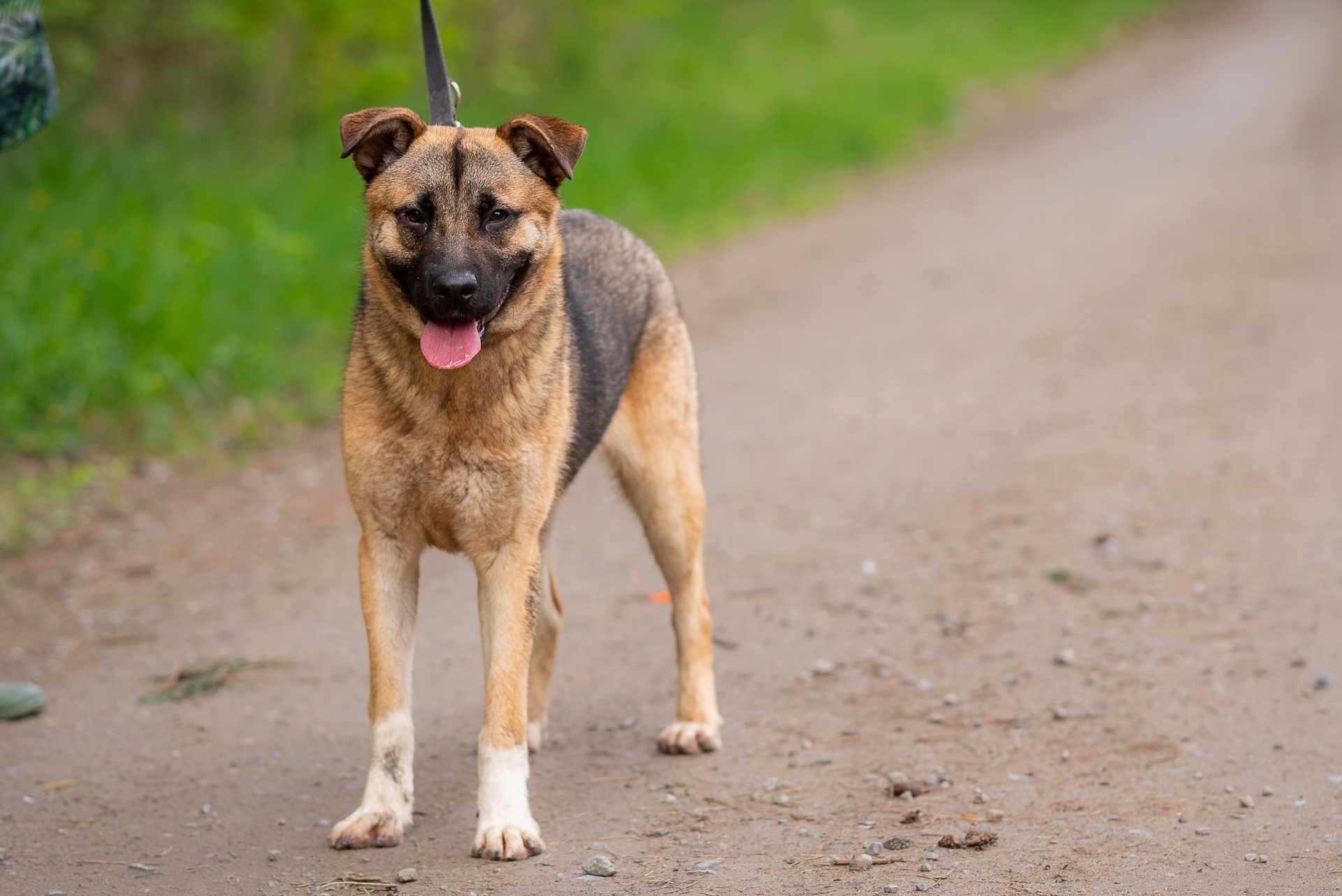 SZPAJRO - młody wesoły psiak, bardzo proludzki, poleca się do adopcji