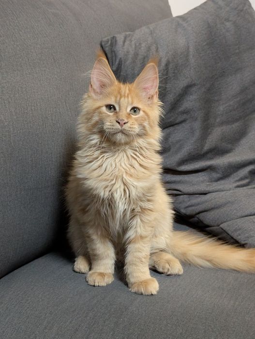 Calvin rudy kocurek Maine Coon Zapraszamy
