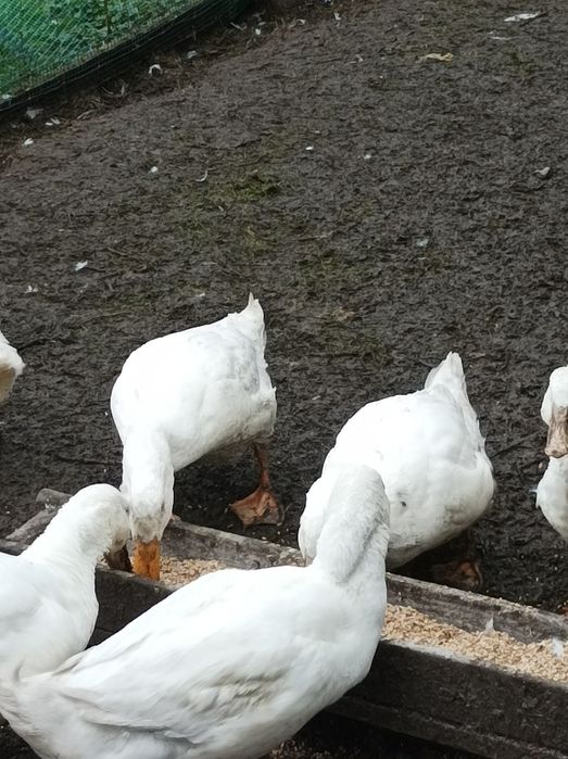 Kaczki mięsne pekin