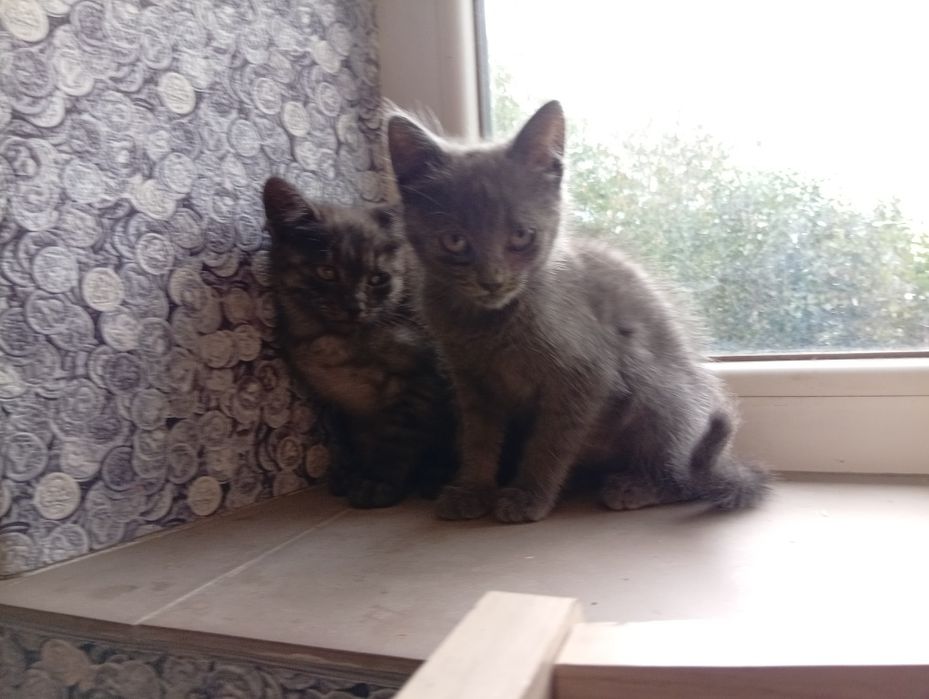 Віддам у добрі руки