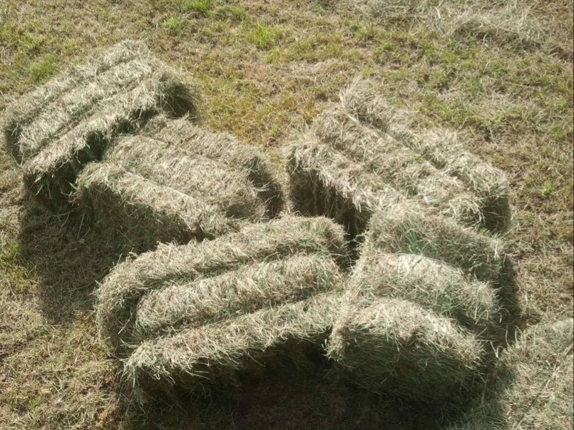 Siano w kostkach  2024 dla krów byków owiec cieląt koni