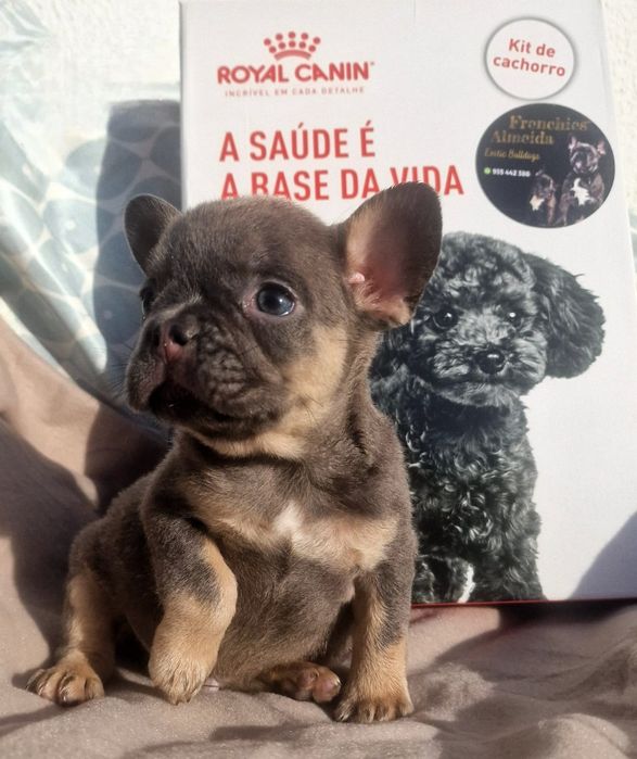 Bulldog francês linhagem superior