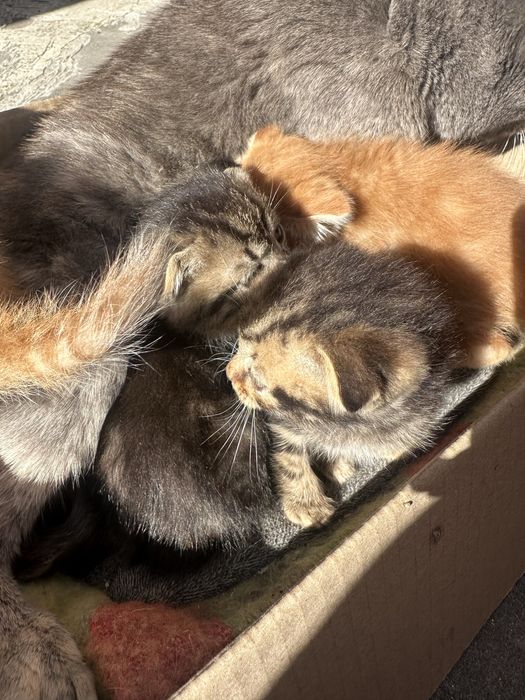 Кошенята в добрі руки Хмельницький