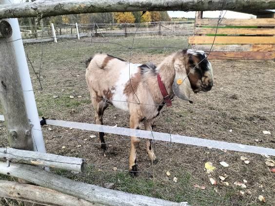 Kozioł anglonubijski