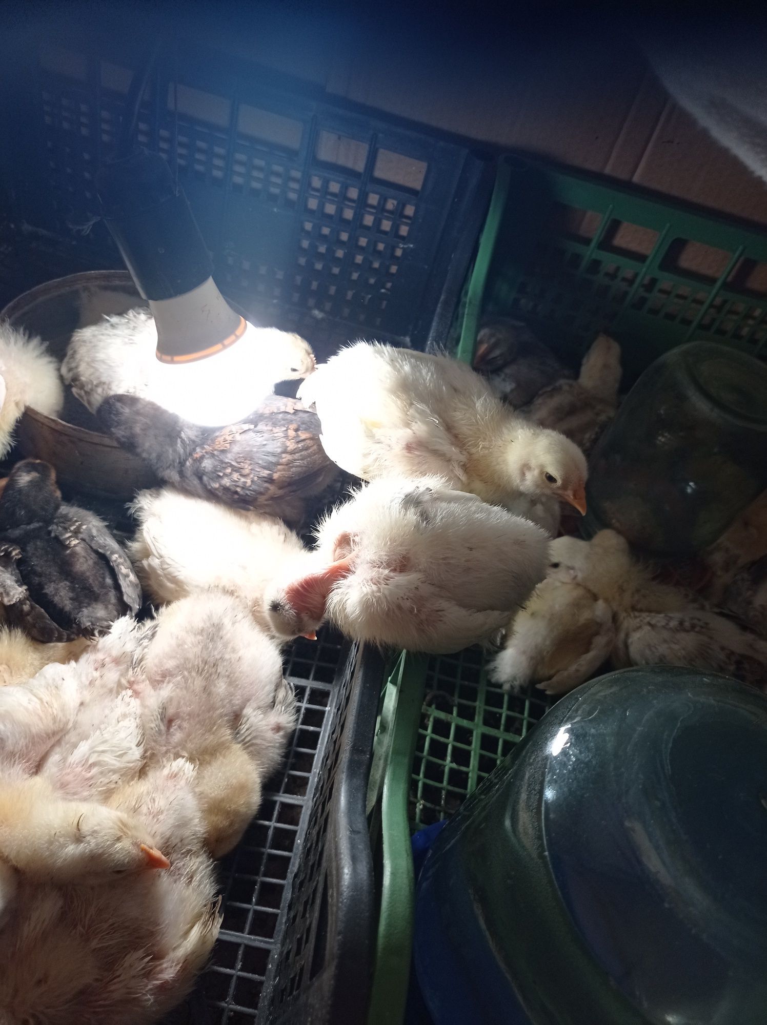 Продам курчат (циплята) добових і підрощених