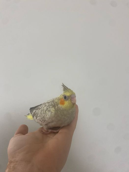 Caturras para criar a mão!