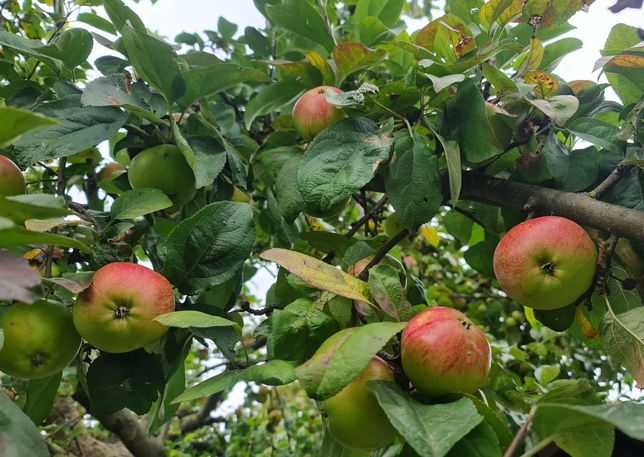 Jabłka ekologiczne z przydomowego sadu