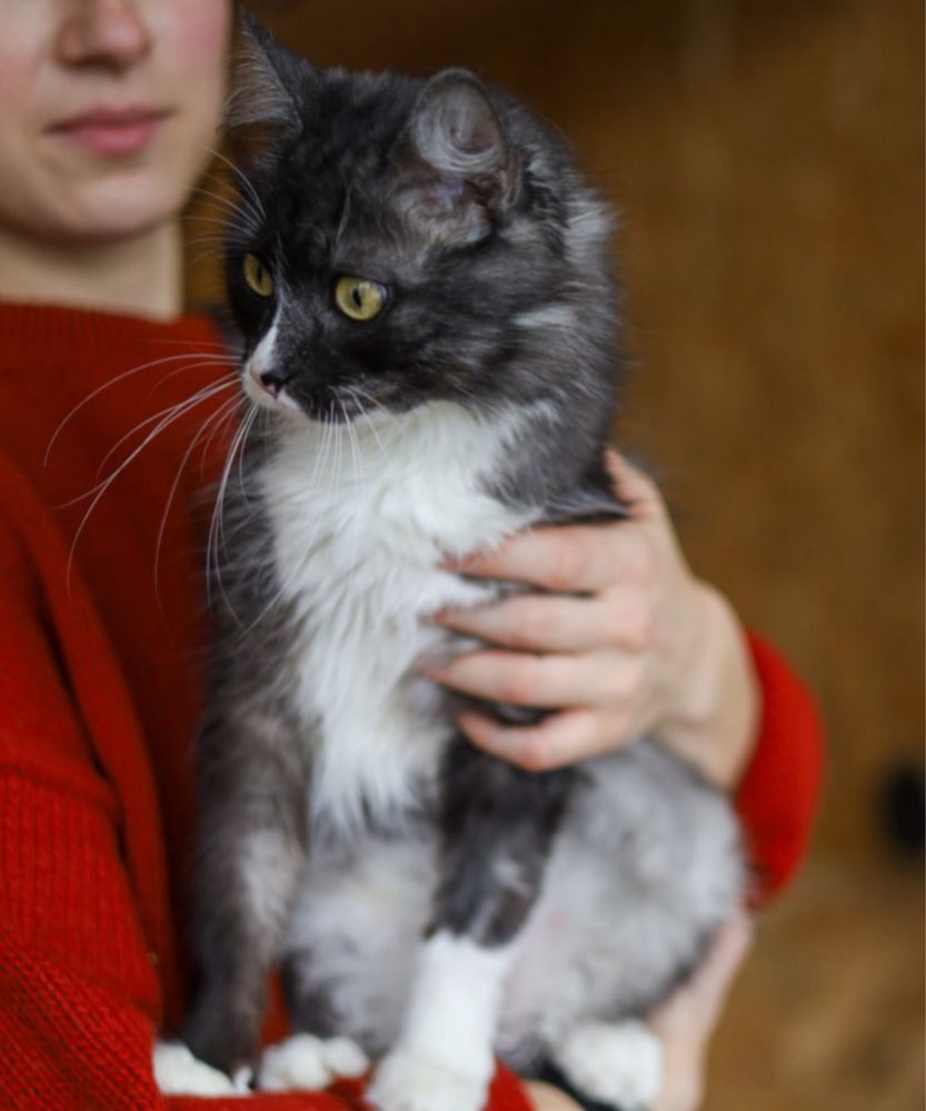Пушистая красивая кошка Люська, необычная кошка, 1,5 года, котенок