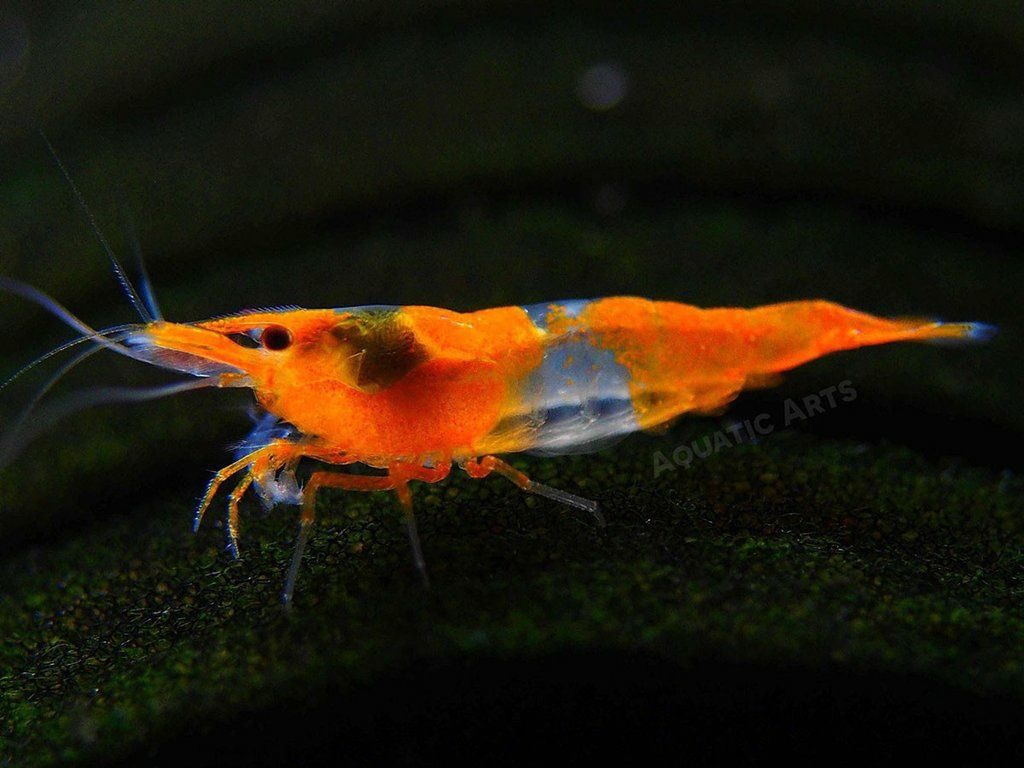 Krewetki Neocardina Orange Rili