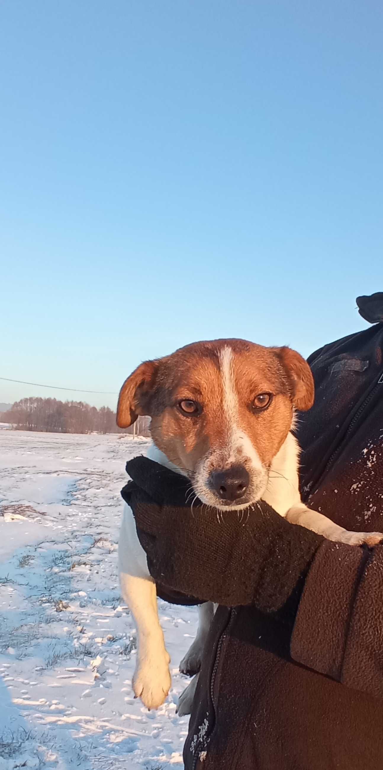 Jack Russell Terrier- reproduktor