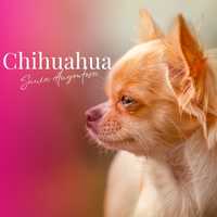 Chihuahua szczeniaczek