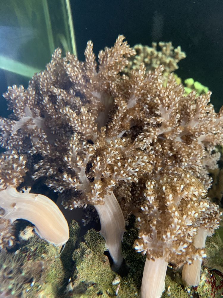 Capnella - koralowiec miekki