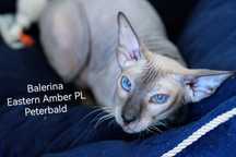 Peterbald koteczka dorosła prawdziwy rodowód