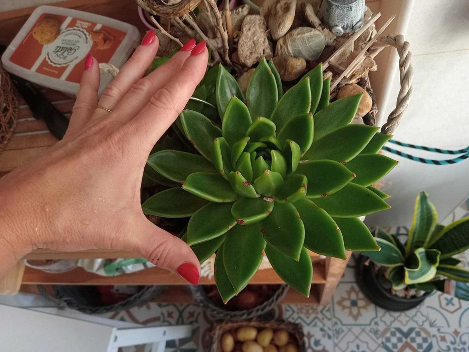 Planta Suculenta