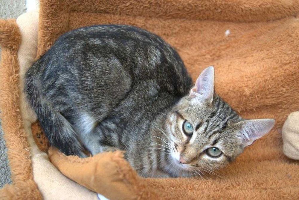 Marco - Procura família 5 estrelas