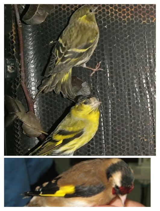 Vendo boas aves lindas