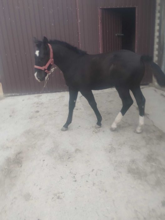 Ogier śląski odsadek