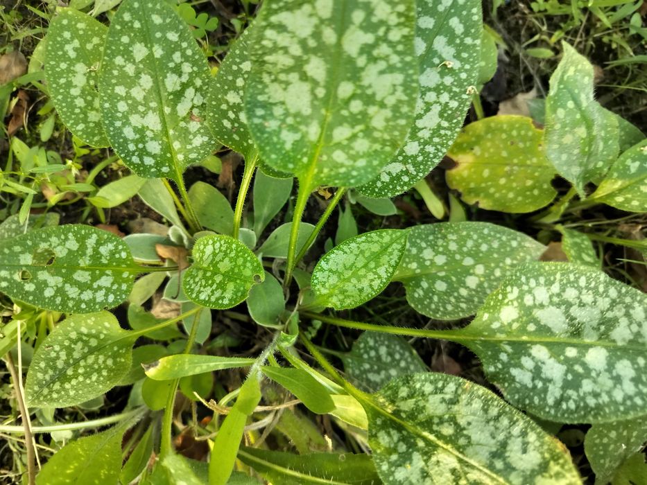 Miodunka -roślina lecznicza