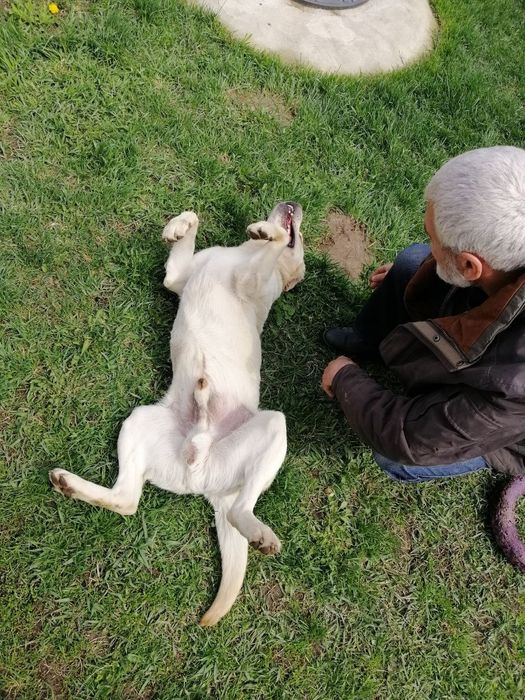 Потрібна наречена