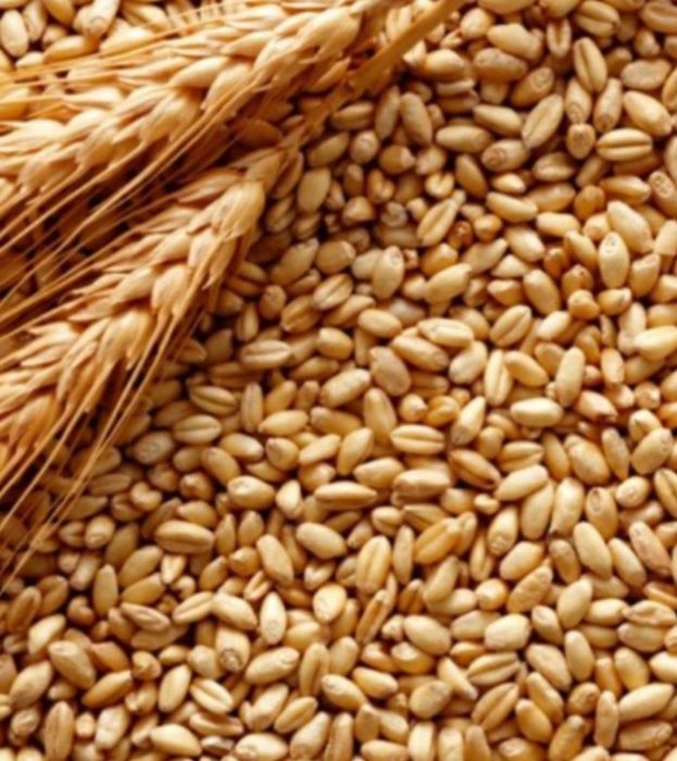 Продам пшеницю,зерно корм