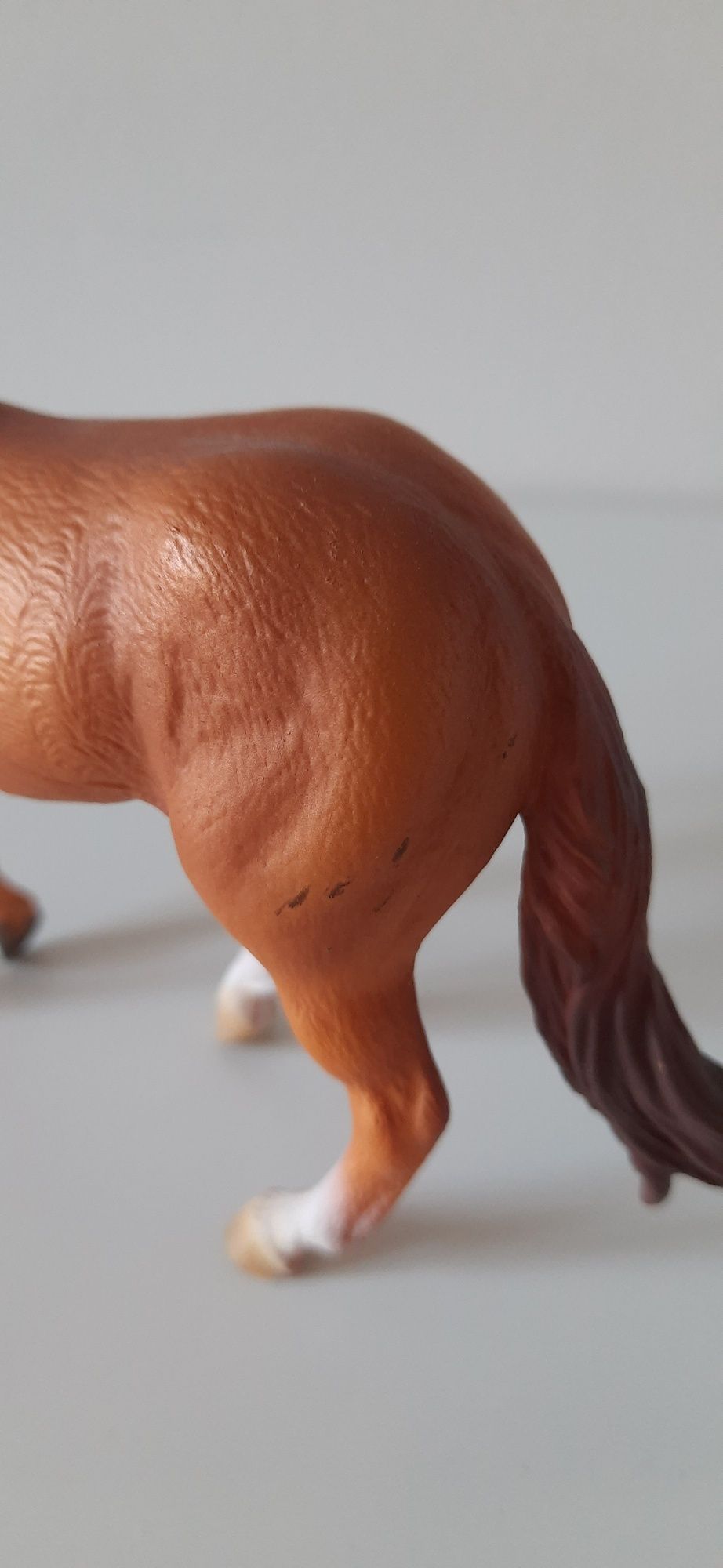Collecta ogier trakeński, Australian stock horse,american saddlebred