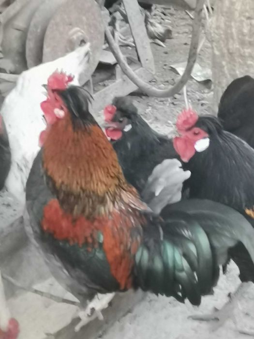 Півники декоратмвні