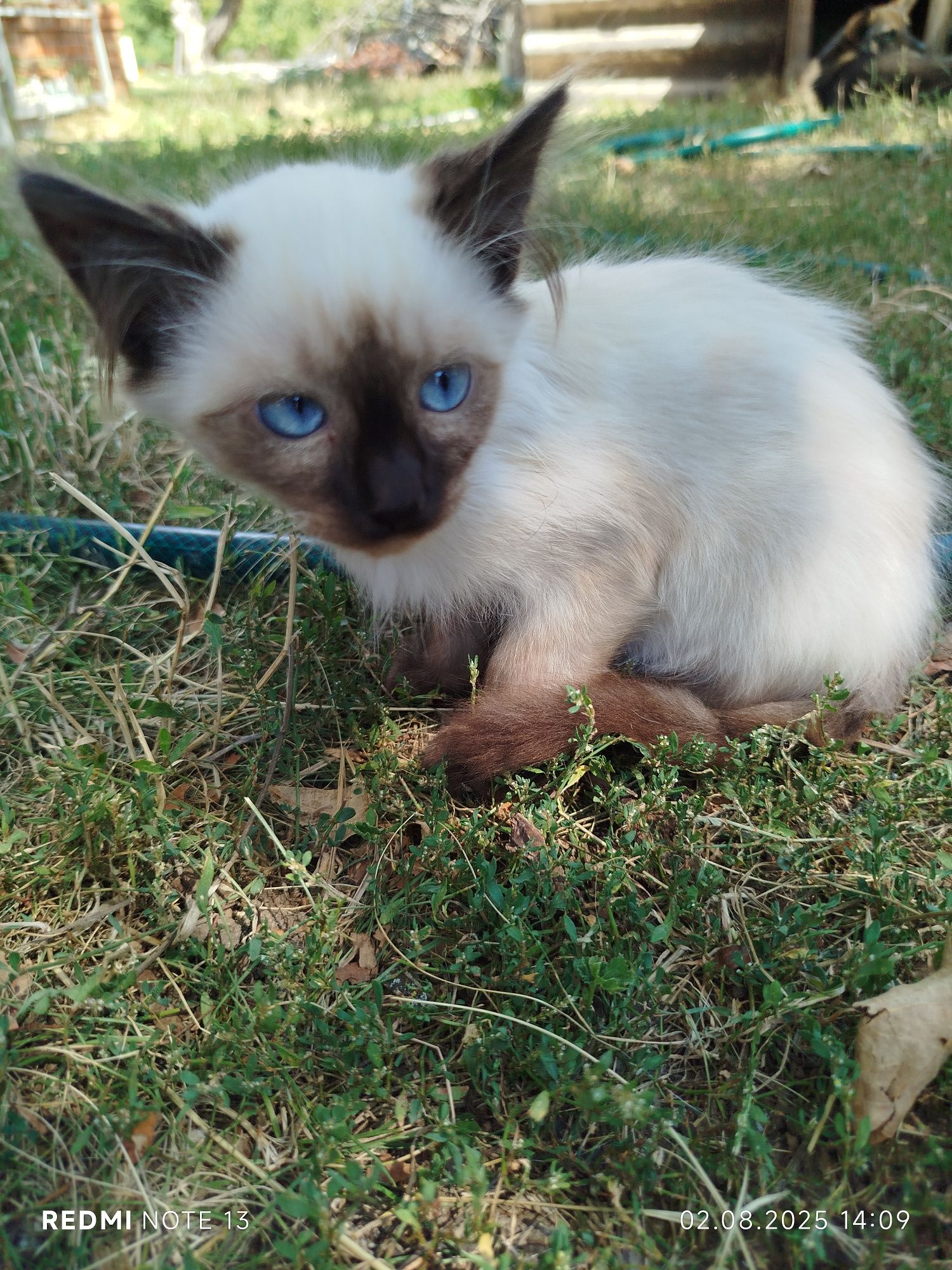 Кошенята сіамські .