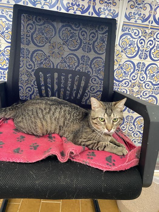 Gatinhos para adoção responsável