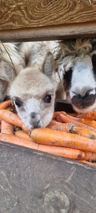 Alpaki samiec/samice