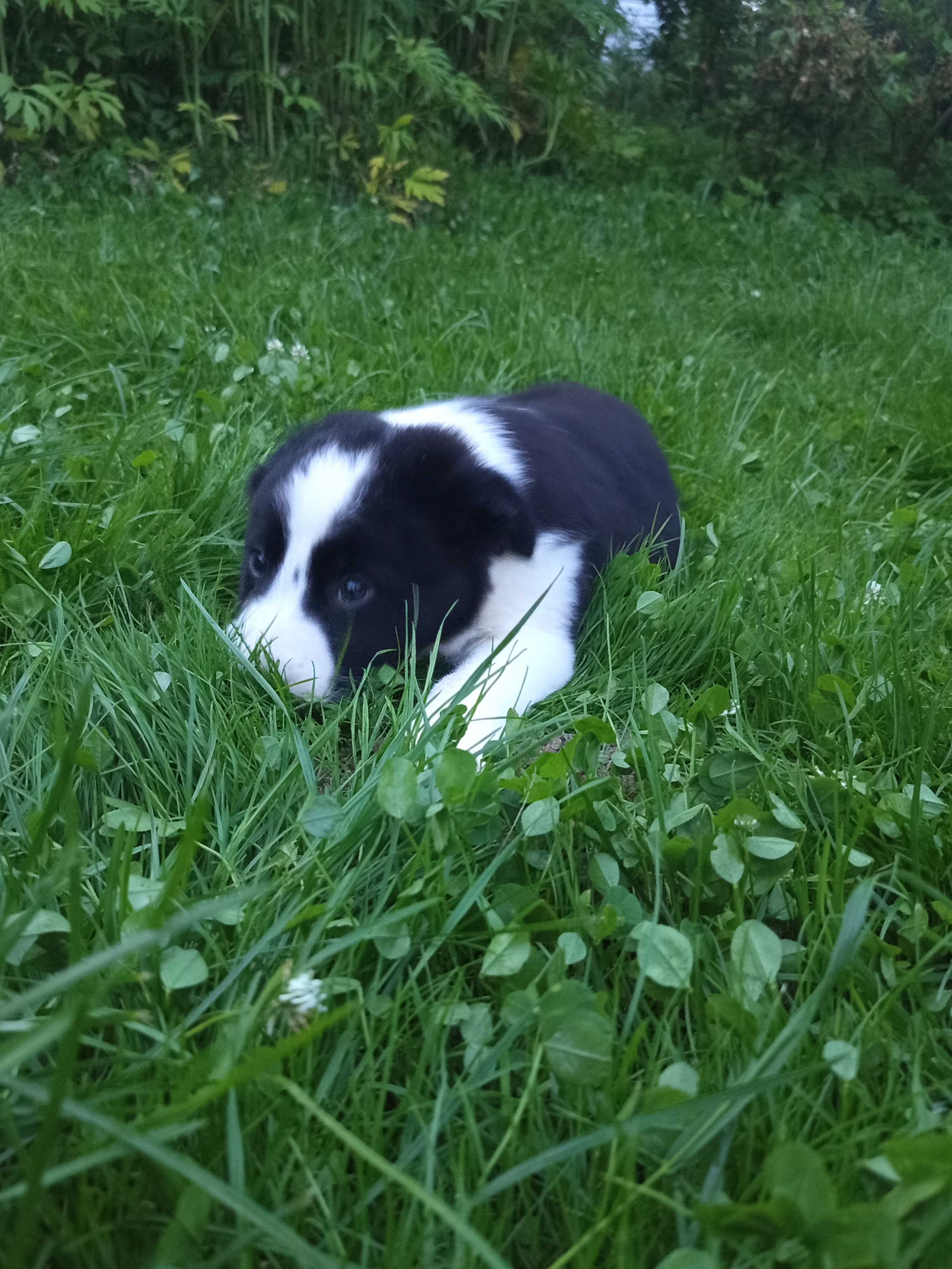 Border collie - szczeniak