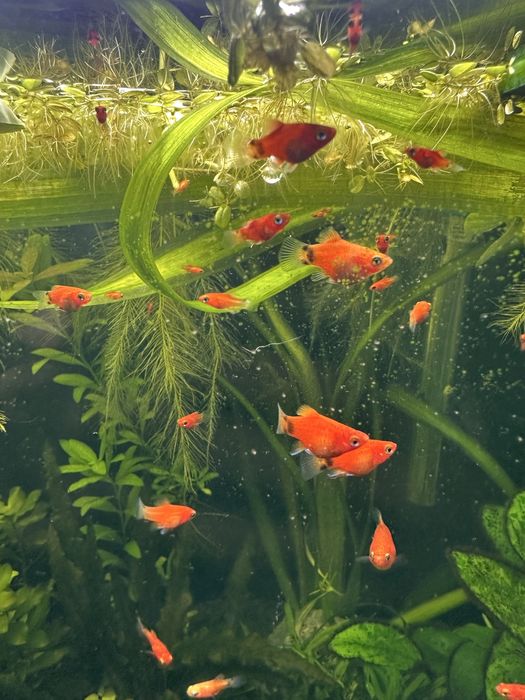 Platys Mickey Mouse Vermelhas juvenis