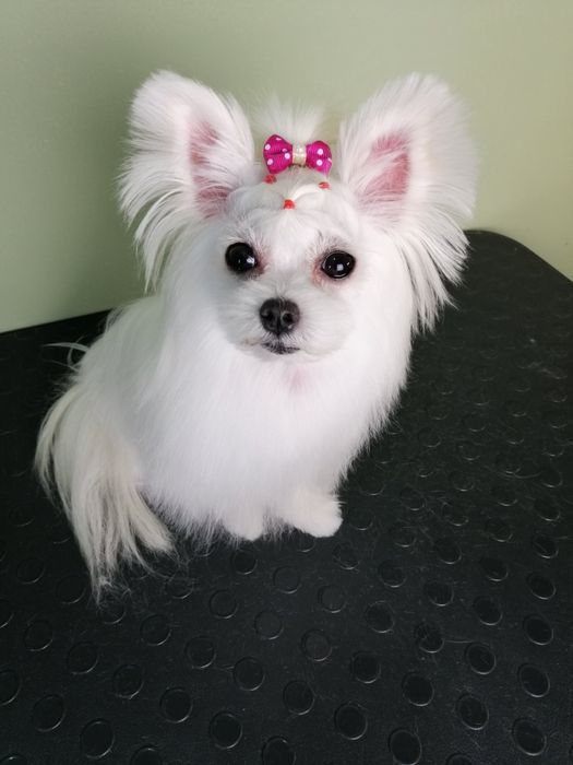 Стрижка собак  . УЗ чистка зубов.Центр города