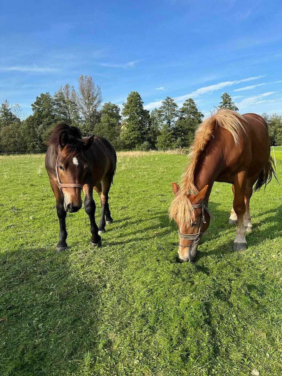 Źrebice 2 szt. zimnokrwiste Jodłowa. Spokojne, nauczone pastucha.