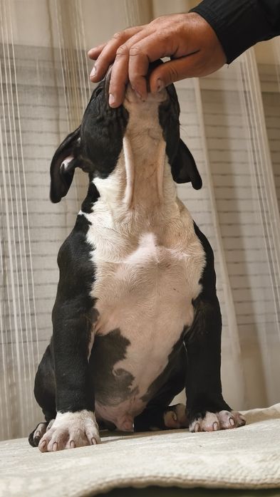 American Bully Pocket