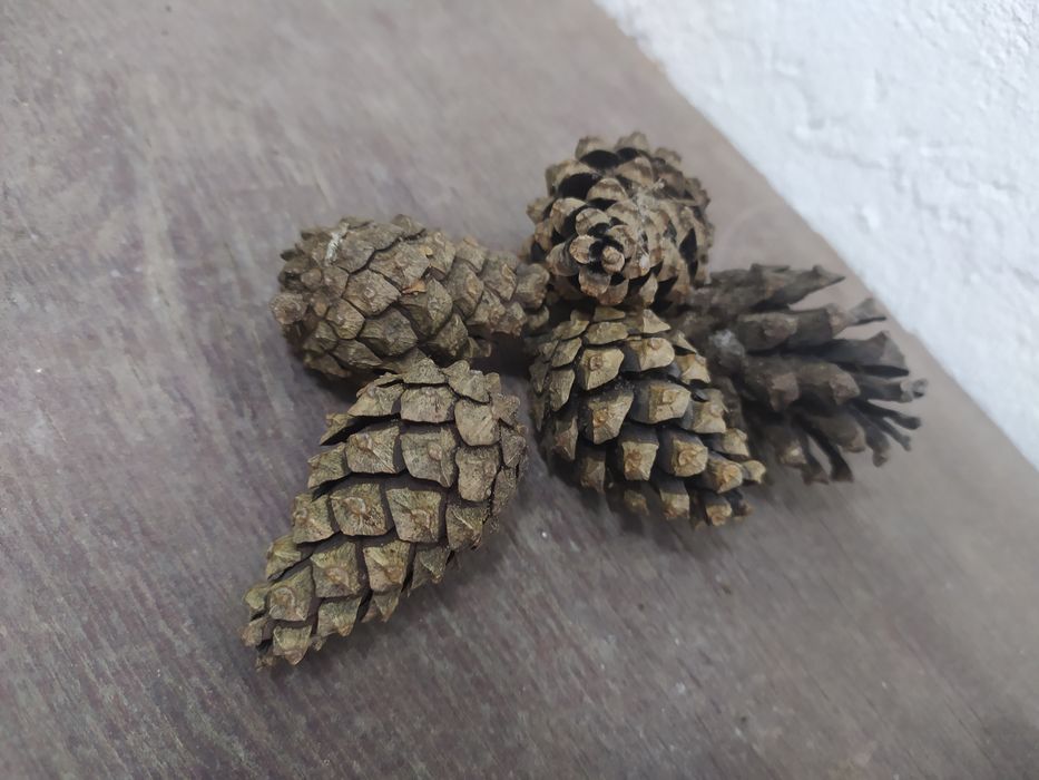 Komplet do dekoracji Terarium