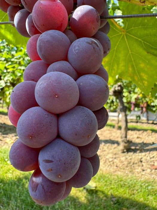 Winogrono deserowe Swenson Red. Sadzonki winorośli.