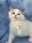 Ragdoll pieciopokoleniowy rodowód FIFE do hodowli