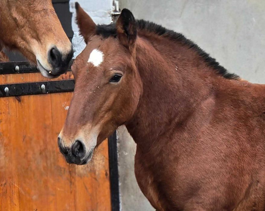 Przyszłościowy ogierek zimnokrwisty