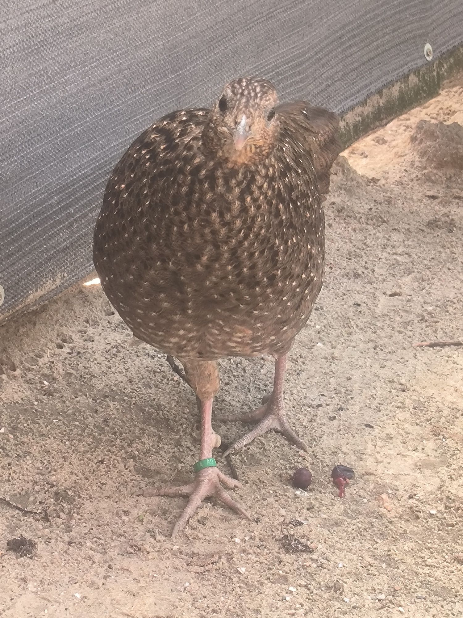 Kura satyr 2021r. Tragopan
