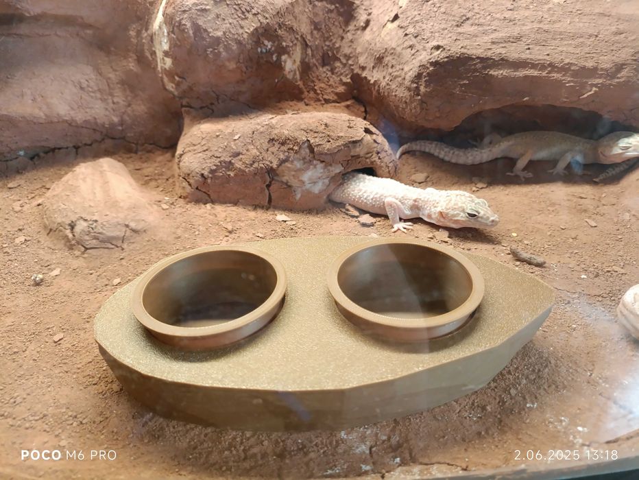 Karmnik dla gekona, agamy, do terrarium.